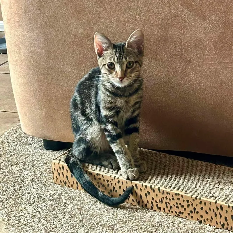 A baby medium-sized male Tabby (Brown / Chocolate) Domestic Short Hair cat named Ghost Pepper for adoption in Queen Creek, AZ