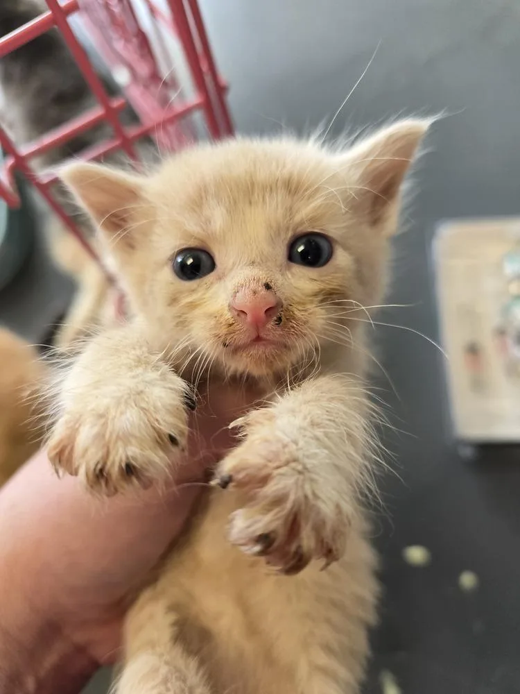 A baby small-sized male Domestic Short Hair cat named Radon for adoption in Evansville, IN
