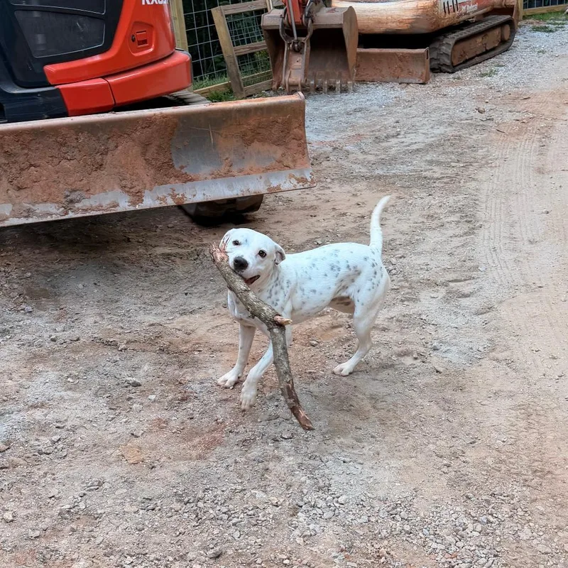 An adult medium-sized female American Bulldog dog named Scotti for adoption in Waynesville, NC