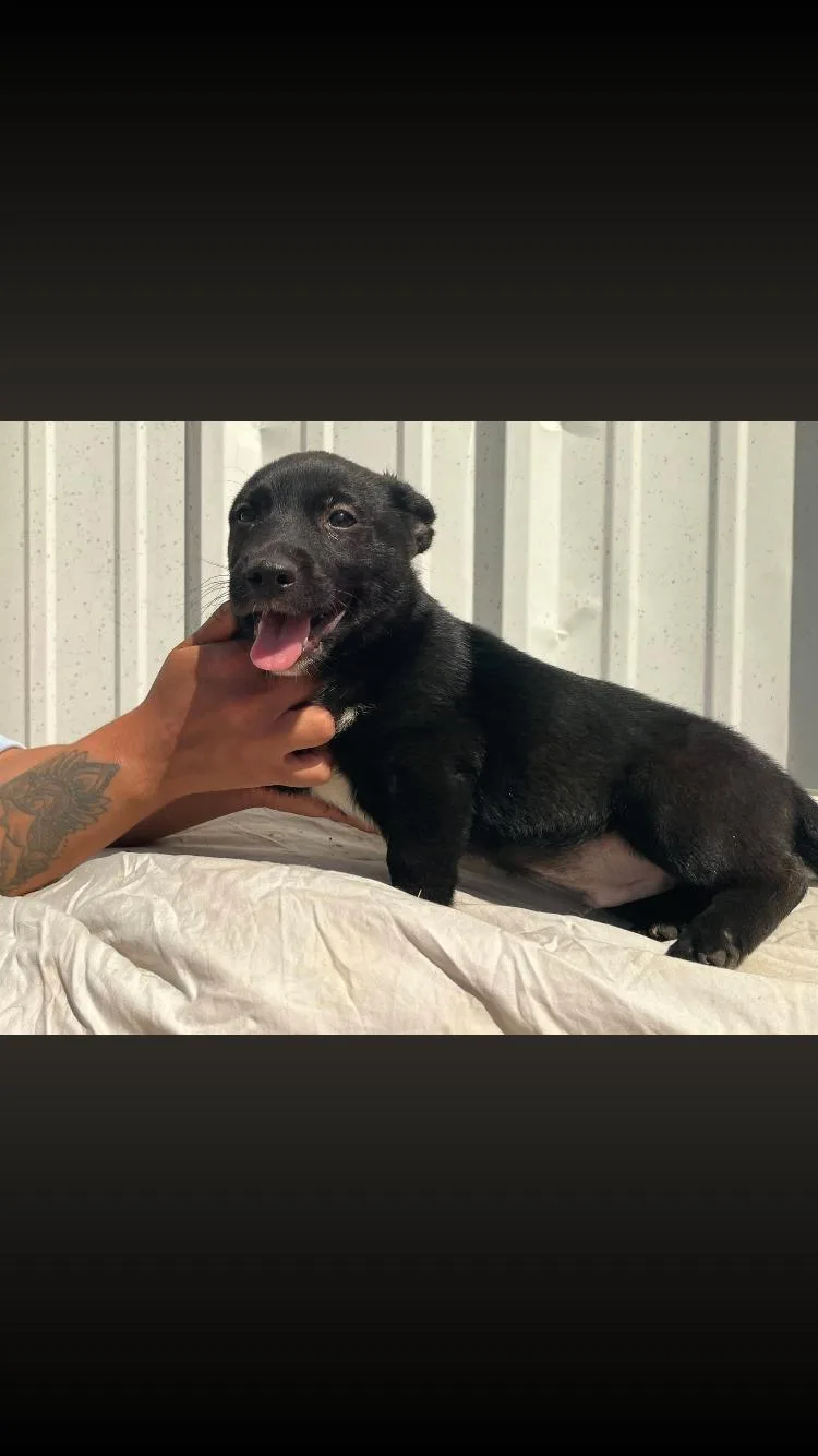 A baby medium-sized male Black Black Labrador Retriever dog named Liberty for adoption in Paradise, TX