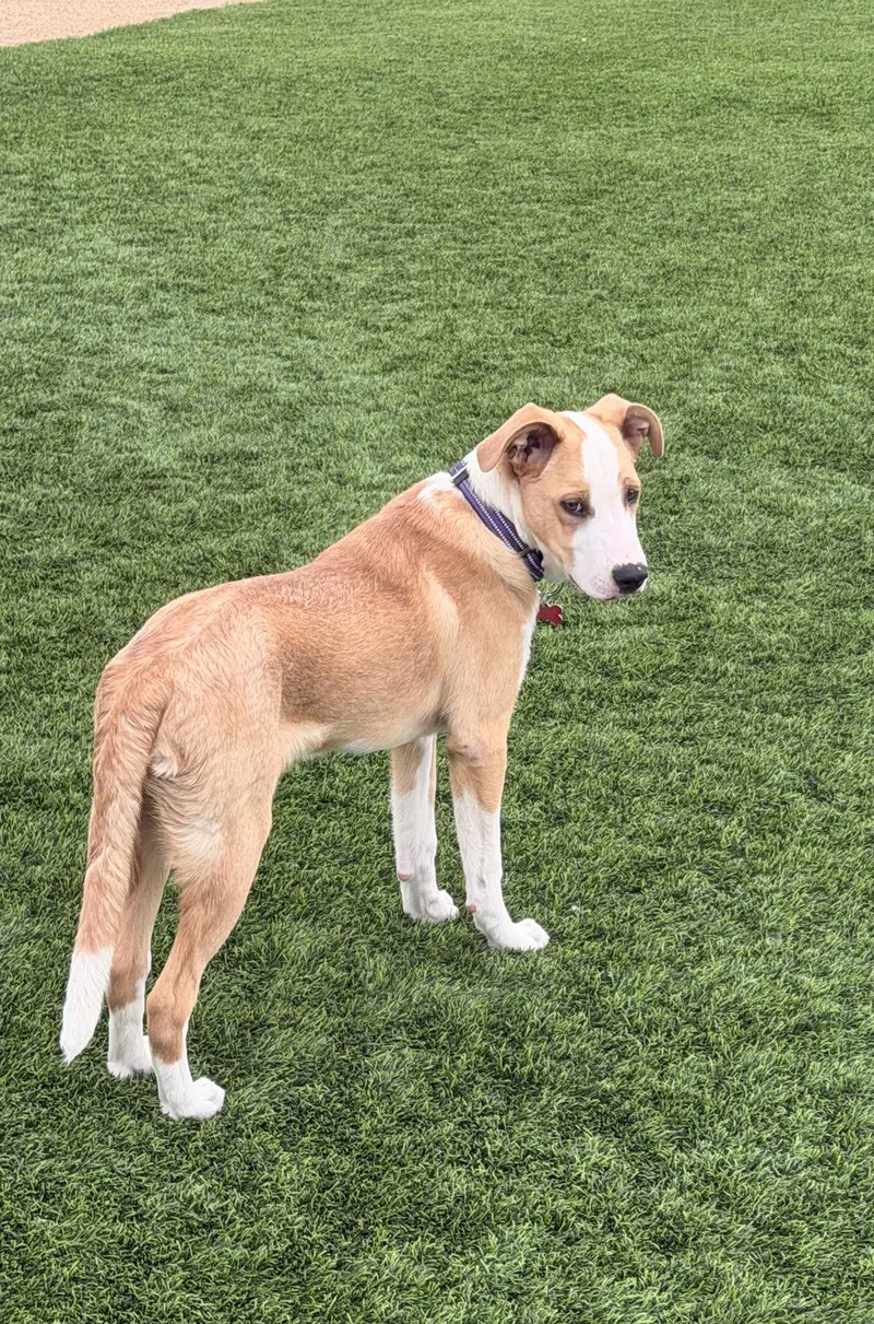A young large-sized male Red / Chestnut / Orange Shepherd dog named Brooks for adoption in Las Vegas, NV