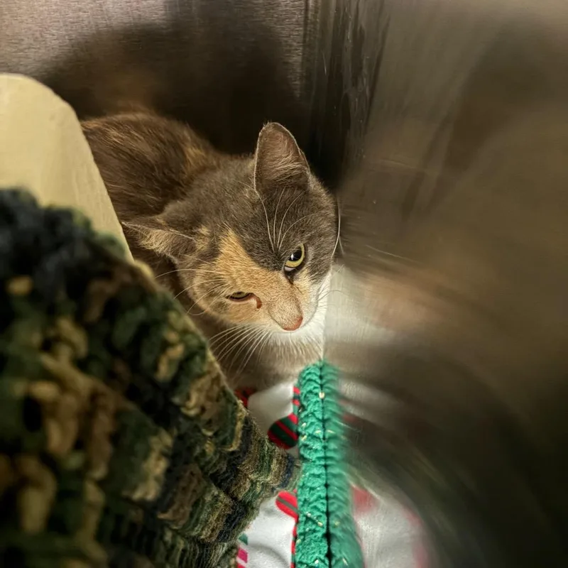 A young medium-sized female Calico Domestic Short Hair cat named Dawn Career Cat? for adoption in Newark, NJ