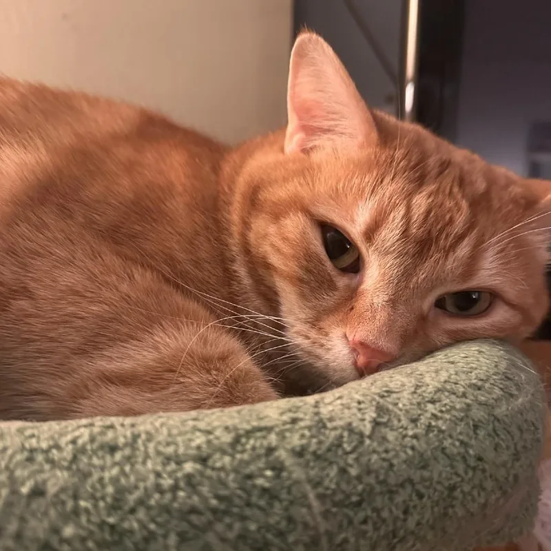 An adult small-sized female Orange / Red Domestic Short Hair cat named Malibu for adoption in Georgetown, KY