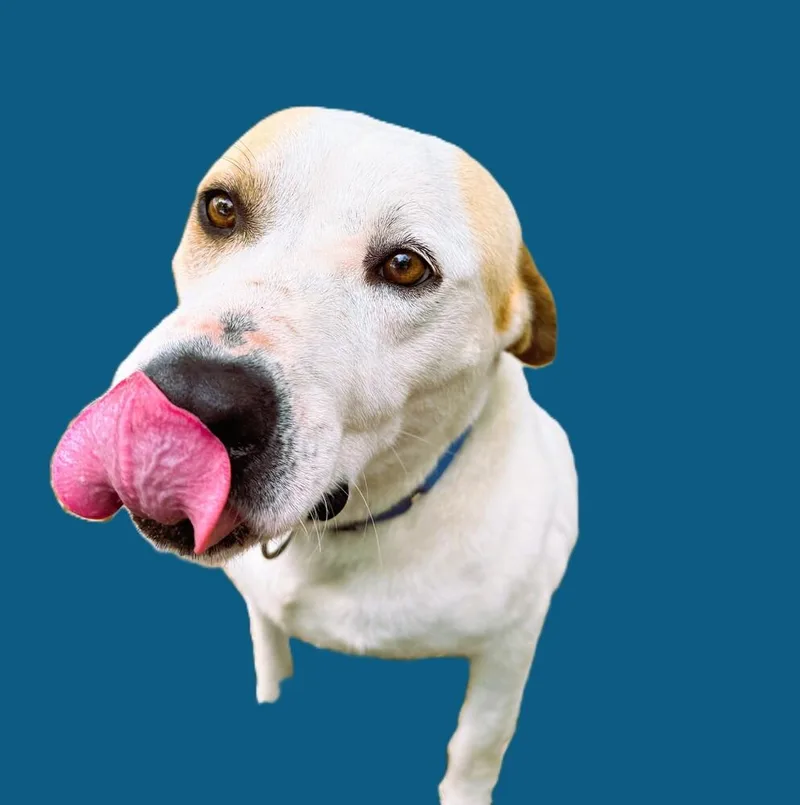 An adult large-sized male Hound dog named Beau  A Beautiful for adoption in Green Ridge, MO
