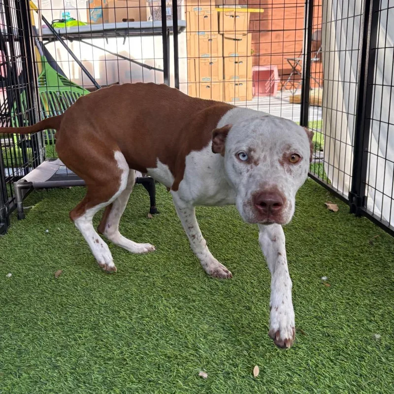 A baby medium-sized female White / Cream American Staffordshire Terrier dog named Phoenix for adoption in Tampa, FL