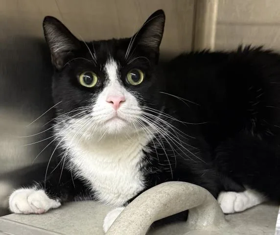 A young small-sized male Domestic Short Hair cat named Milo for adoption in Los Angeles, CA