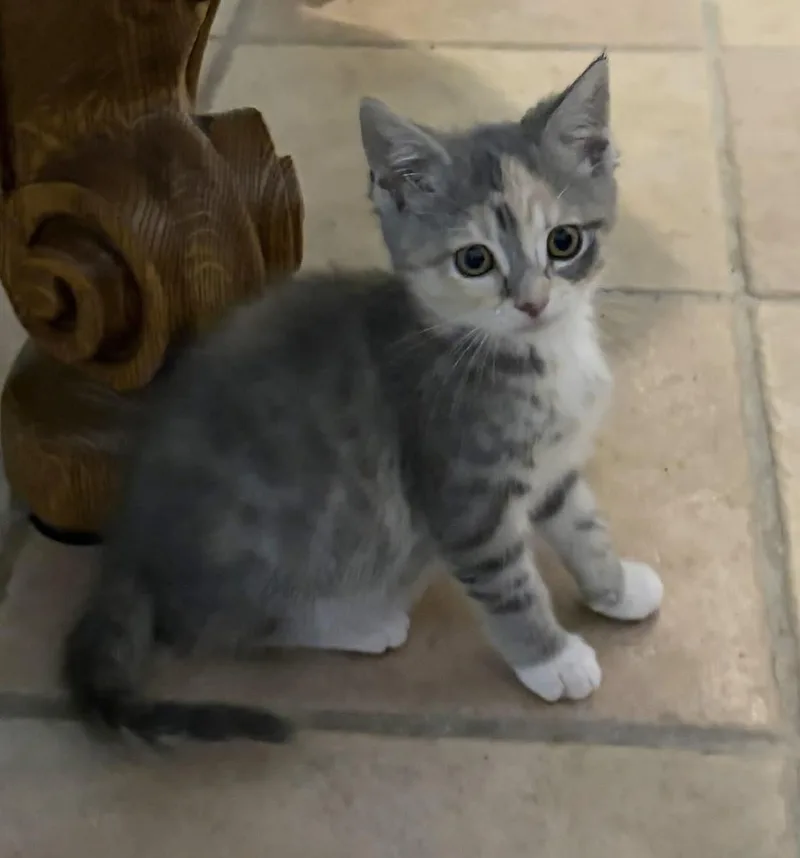 A baby medium-sized female Dilute Calico Domestic Short Hair cat named Toast Crunch for adoption in Breinigsville, PA
