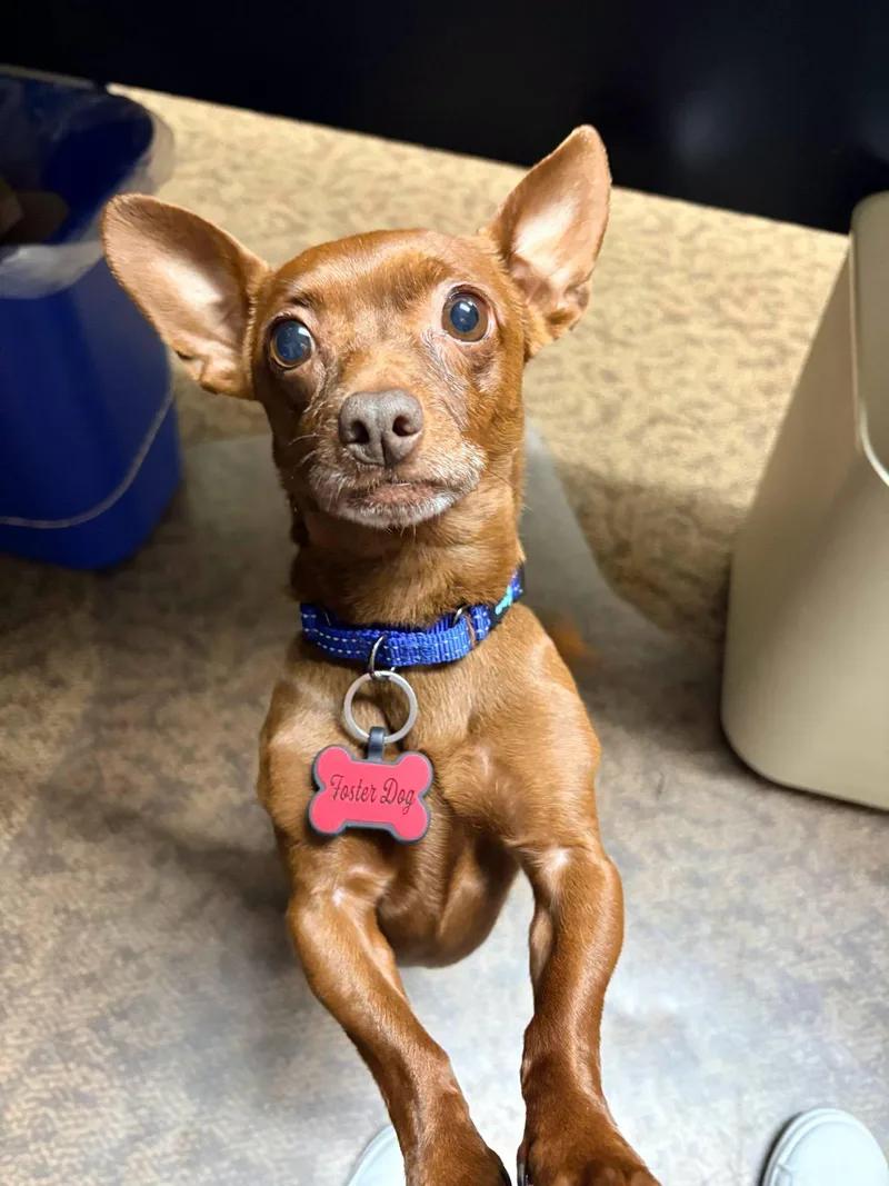 An adult small-sized male Chihuahua dog named Eugene for adoption in New London, WI