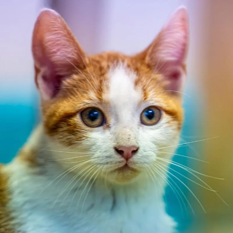 A baby small-sized male Buff / Tan / Fawn Domestic Short Hair cat named Brooklyn for adoption in Decatur, GA