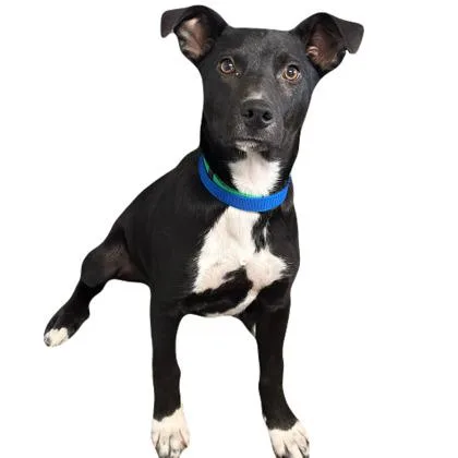 A baby medium-sized male Labrador Retriever dog named Jericho for adoption in Red Bluff, CA