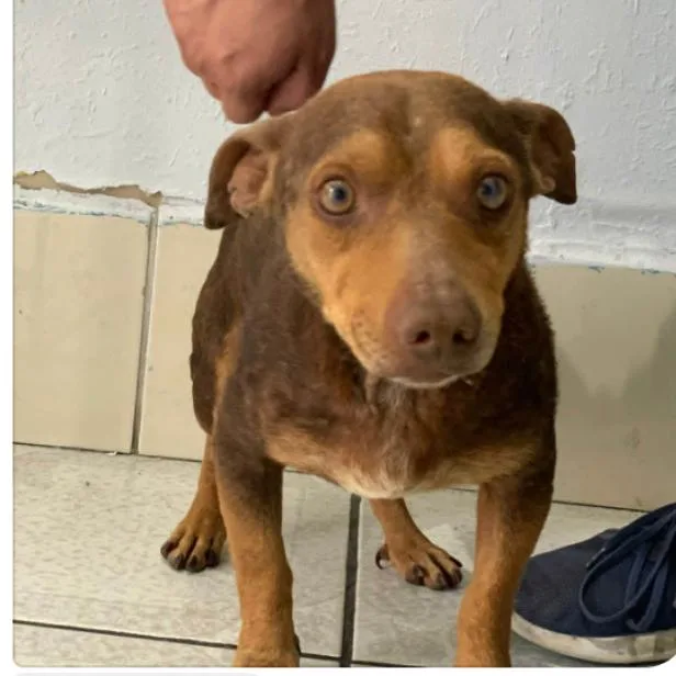 Canelo