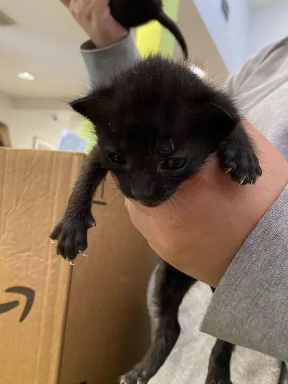 A baby small-sized female Domestic Short Hair cat named Bubb for adoption in Daytona Beach, FL