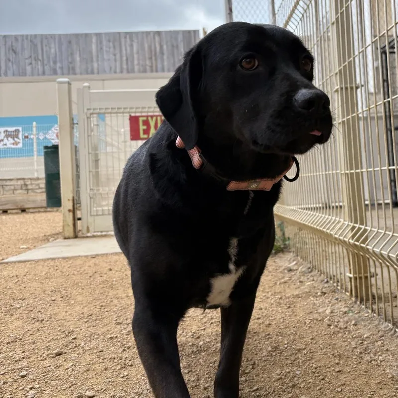An adult large-sized female Black Mixed Breed dog named Jahnessa for adoption in Bentonville, AR