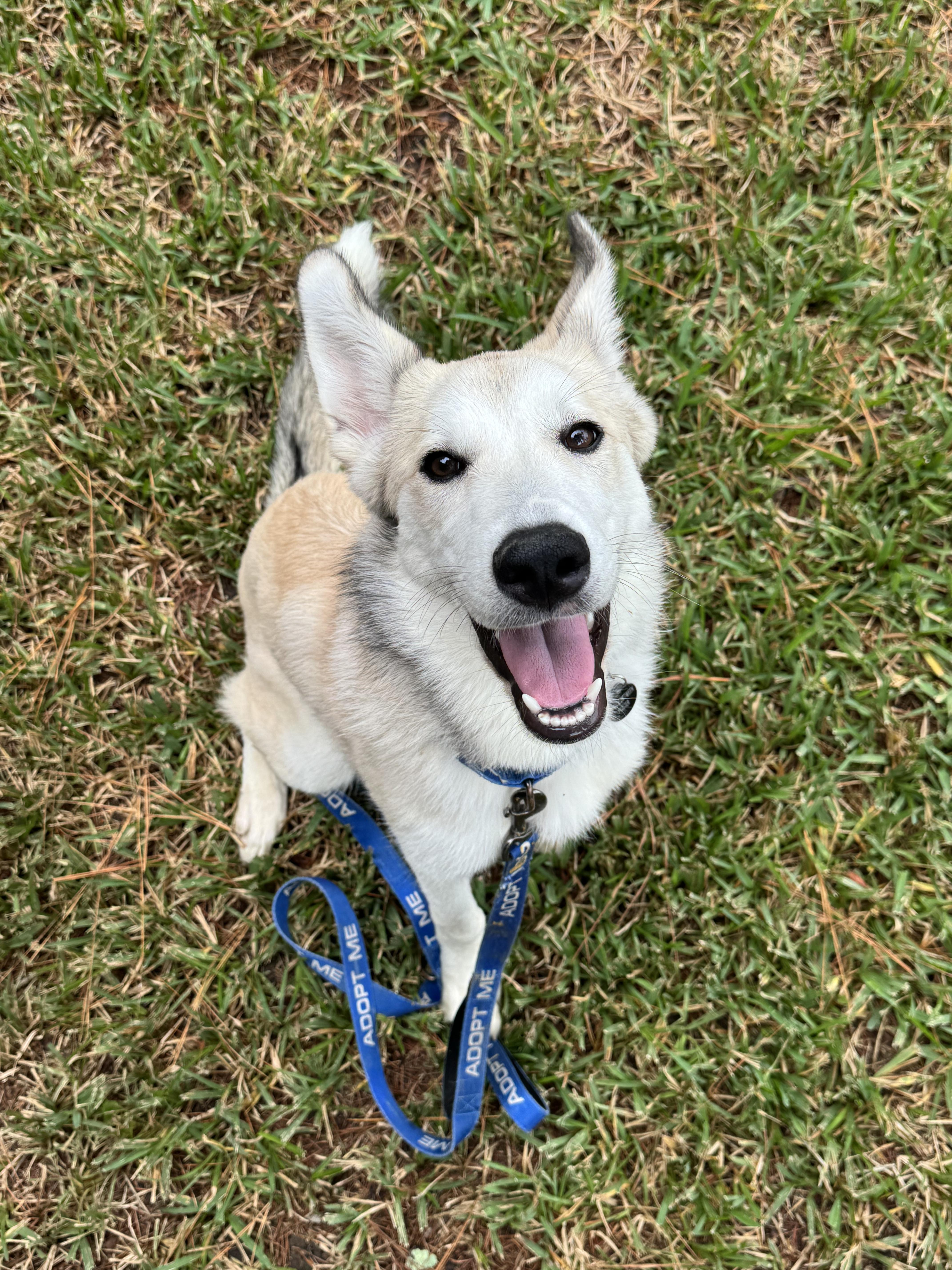 A young medium-sized female Husky dog named Haven for adoption in Charleston, SC