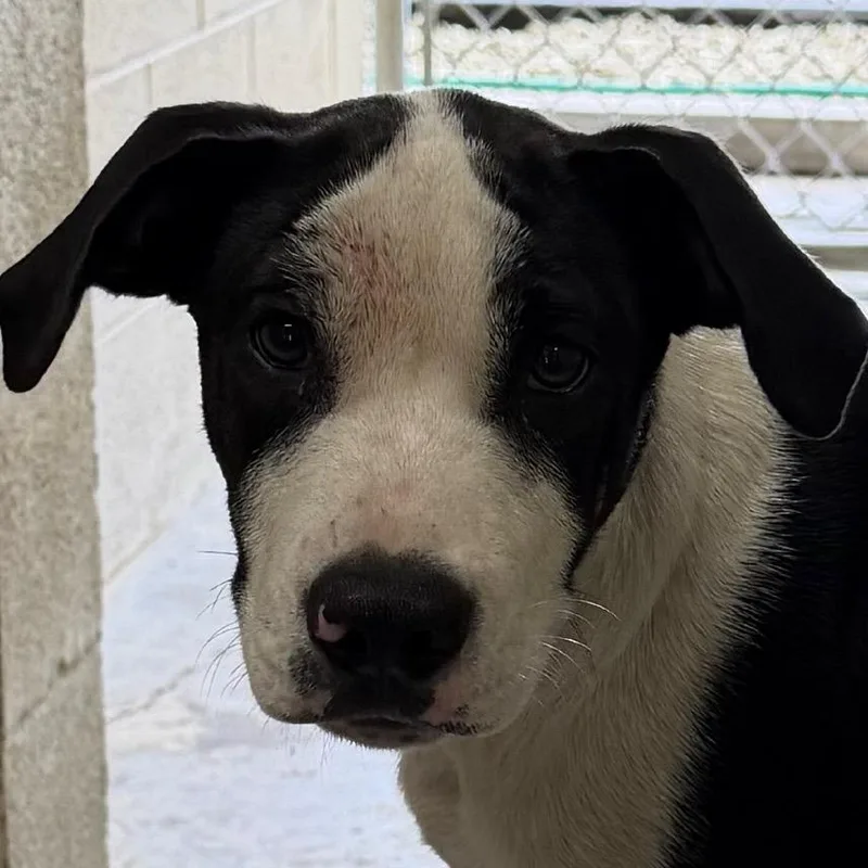 A young medium-sized male Black Labrador Retriever dog named Harry for adoption in Bronson, FL