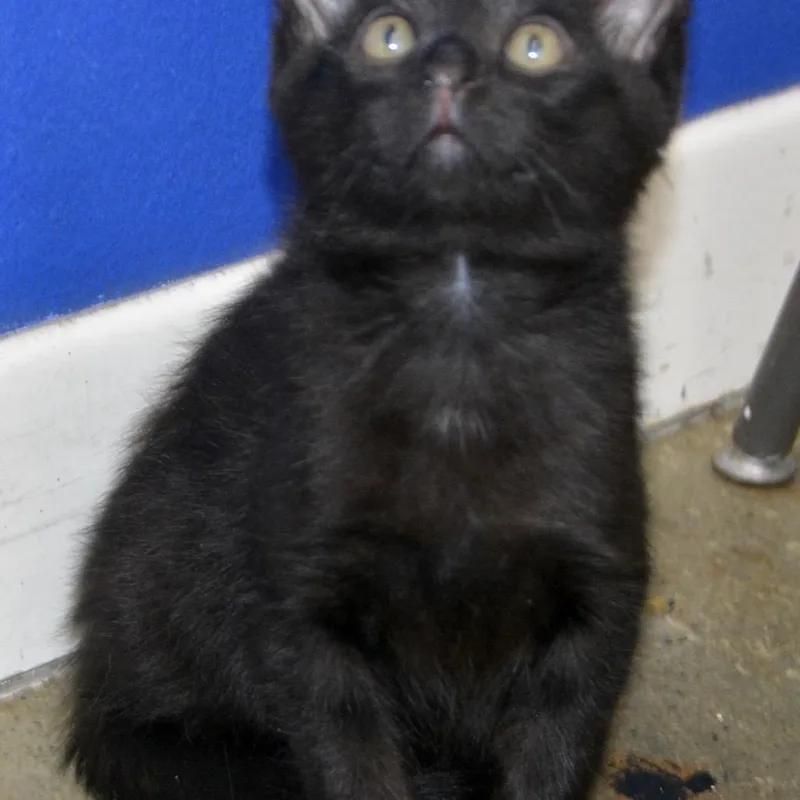 A baby small-sized male Black Domestic Short Hair cat named Noah for adoption in Los Angeles, CA