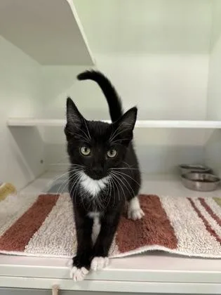 A young medium-sized male Domestic Short Hair cat named Cookie Monster for adoption in Traverse City, MI