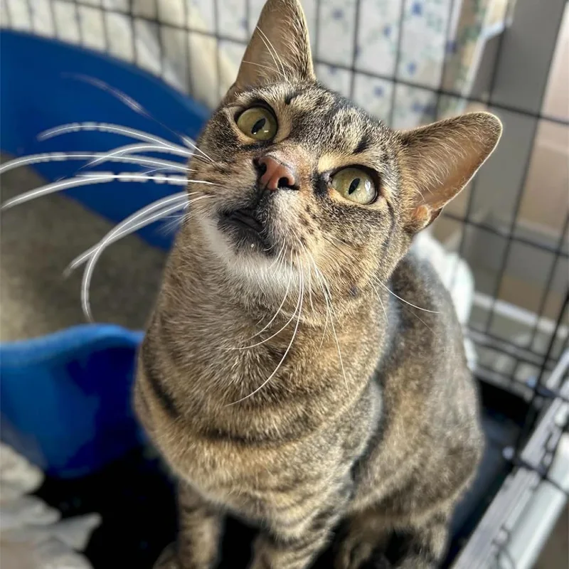 A young small-sized female Brown / Chocolate Domestic Short Hair cat named Alice for adoption in Monroe, MI