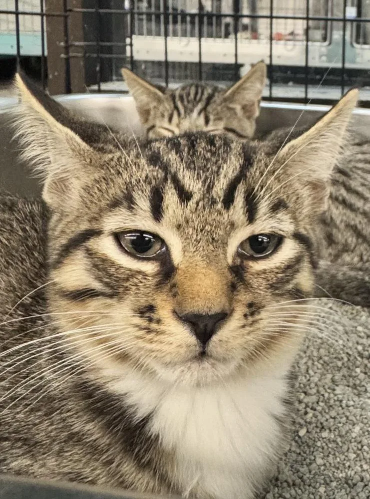 A baby small-sized male Domestic Short Hair cat named Freddy for adoption in Taylor, PA