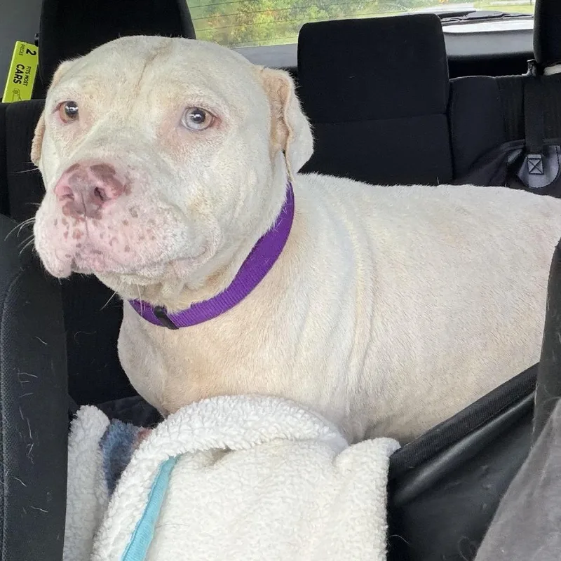 A senior medium-sized female White / Cream Pit Bull Terrier dog named Clementine for adoption in Springboro, OH