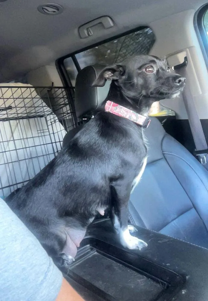 A young small-sized female Black Chihuahua dog named Reba for adoption in Kansas City, KS