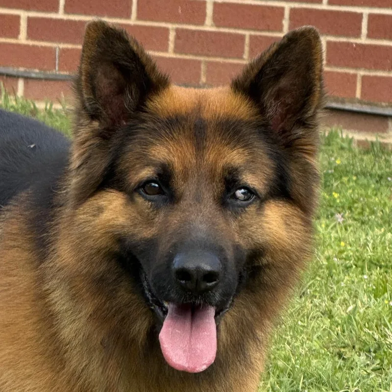 An adult medium-sized male German Shepherd Dog dog named Zeus for adoption in Brenham, TX