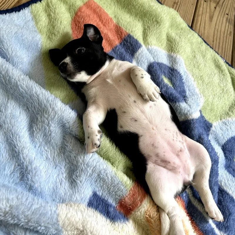 A baby small-sized female Black Chihuahua dog named Whitney for adoption in Bessemer, AL
