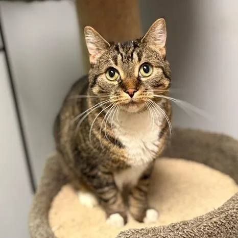 A senior large-sized female Brown / Chocolate Domestic Short Hair cat named Luna Lovegood for adoption in Fargo, ND