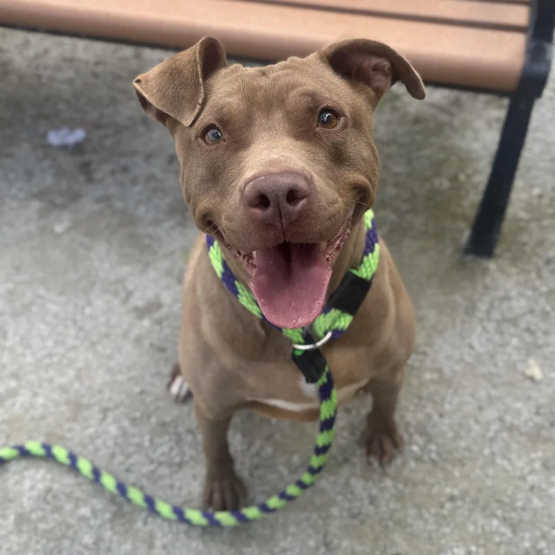 An adult medium-sized female Pit Bull Terrier dog named Caramel Delight for adoption in Philadelphia, PA
