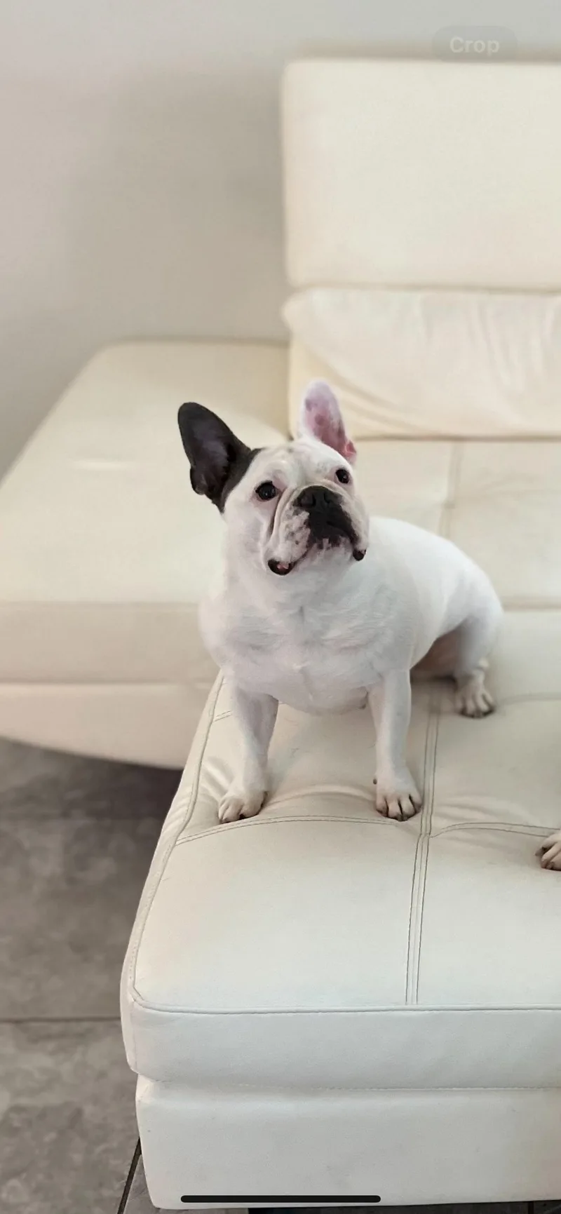 An adult medium-sized female French Bulldog dog named Koko for adoption in PALM BAY, FL
