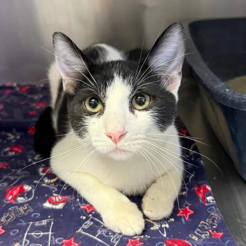 A young small-sized male White Domestic Short Hair cat named Lenny for adoption in Casa Grande, AZ