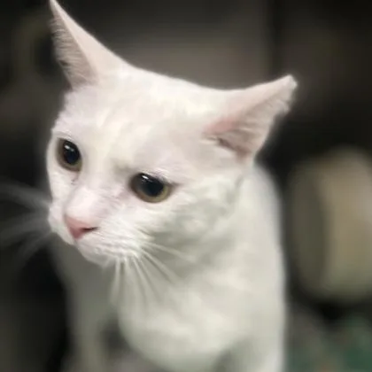 An adult medium-sized male White Domestic Short Hair cat named Snowball for adoption in Athens, GA