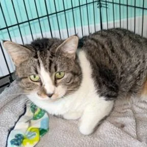 An adult large-sized male Gray / Blue / Silver Domestic Short Hair cat named Fletcher for adoption in Washington, DC