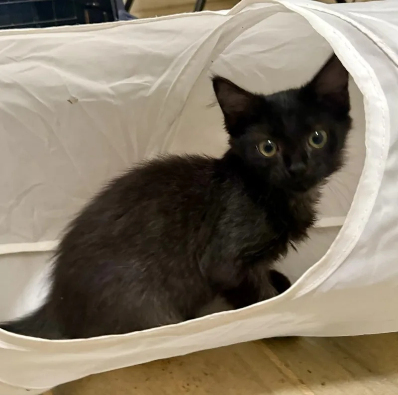 A baby small-sized female Black Domestic Medium Hair cat named Lida Bida Boda Butt for adoption in Saint Augustine, FL