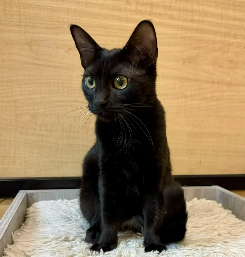 A baby medium-sized female Black Domestic Short Hair cat named Tilapia for adoption in Warr Acres, OK