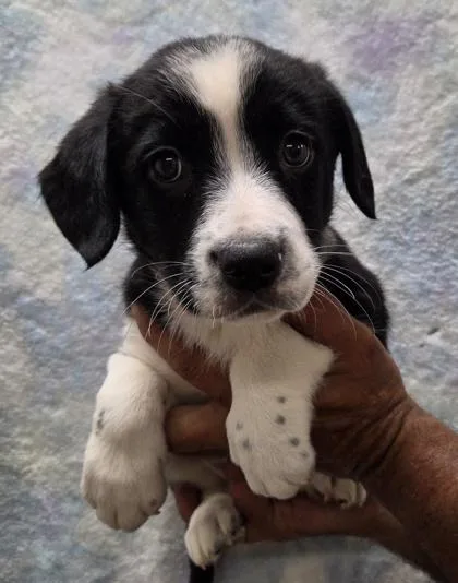 Oakley