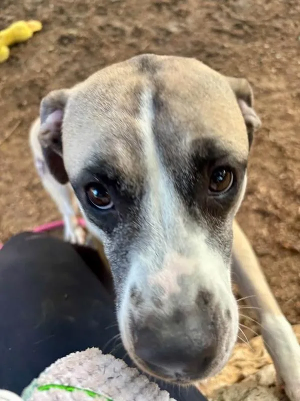 A young medium-sized female Bullmastiff dog named Rosey for adoption in Austin, TX
