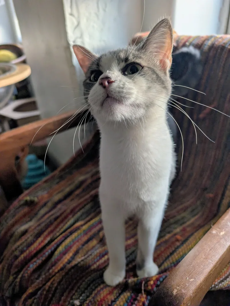 A young medium-sized female Gray & White Domestic Short Hair cat named Svetlana for adoption in Pearland, TX