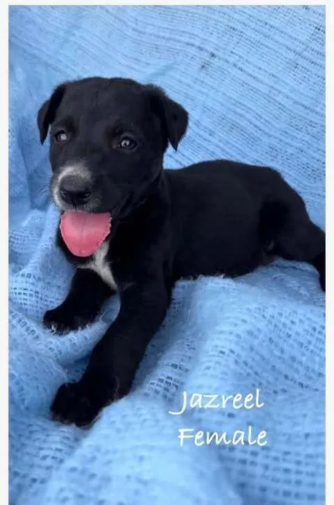 Jazreel thumbnail 2