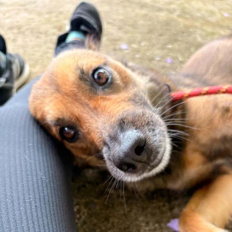 A young medium-sized female Mixed Breed dog named Nyx for adoption in Brooklyn, NY