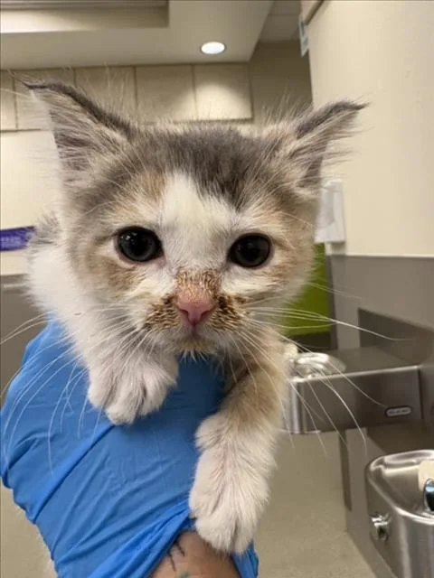 A baby small-sized female Domestic Short Hair cat named Cutie Pie for adoption in Las Vegas, NV