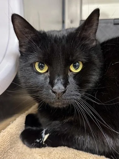 An adult extra large-sized female Black Domestic Short Hair cat named Nubbs for adoption in Wichita, KS