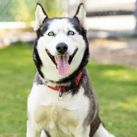 An adult medium-sized female Siberian Husky dog named Luna for adoption in Camarillo, CA