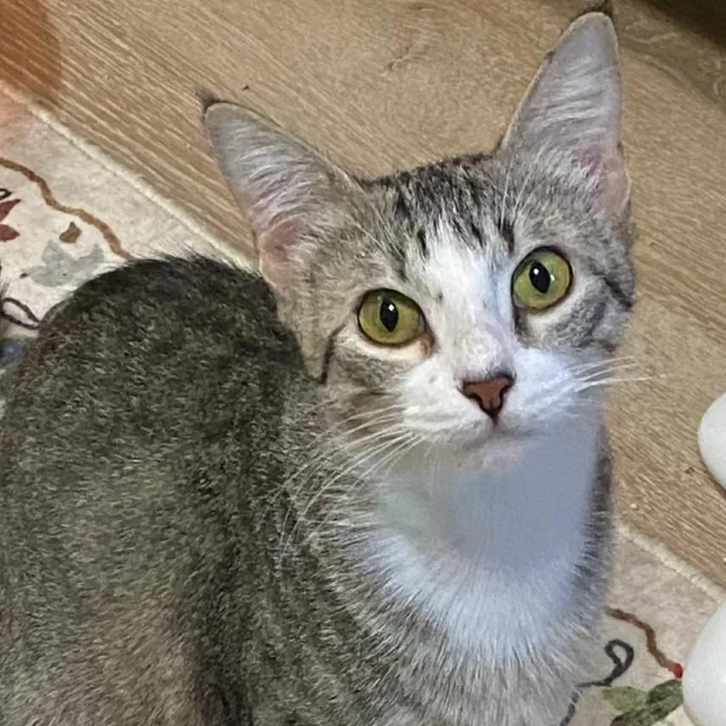 A young small-sized female Gray / Blue / Silver Domestic Short Hair cat named Esther for adoption in Denison, TX