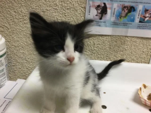 A baby small-sized female Domestic Short Hair cat named String for adoption in Riverside, CA