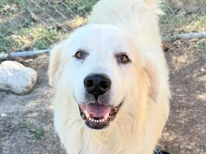 An adult large-sized male Mixed Breed dog named Yeti for adoption in Georgetown, TX