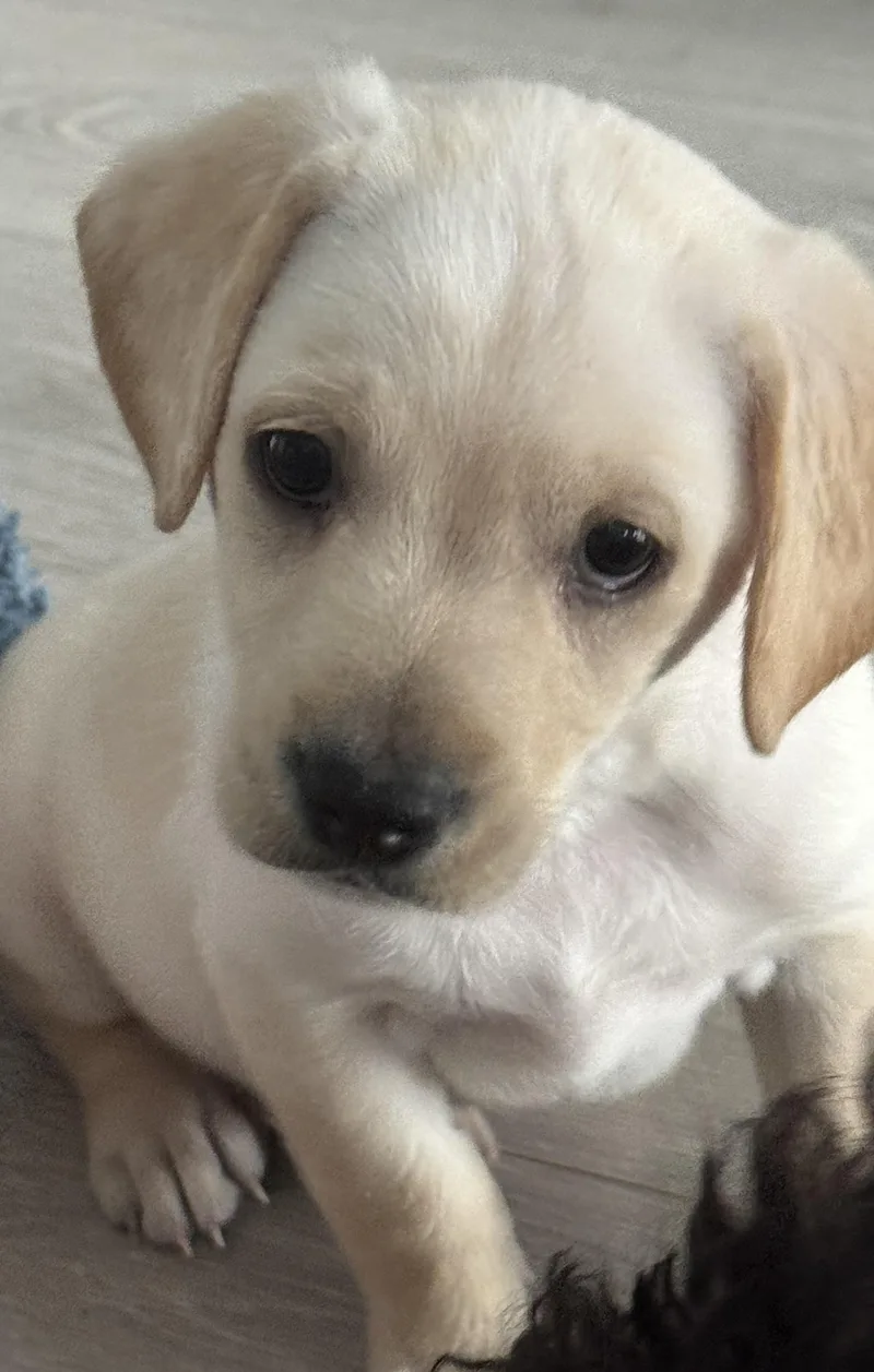 A baby small-sized male Terrier dog named Butterscotch for adoption in Windsor, CO