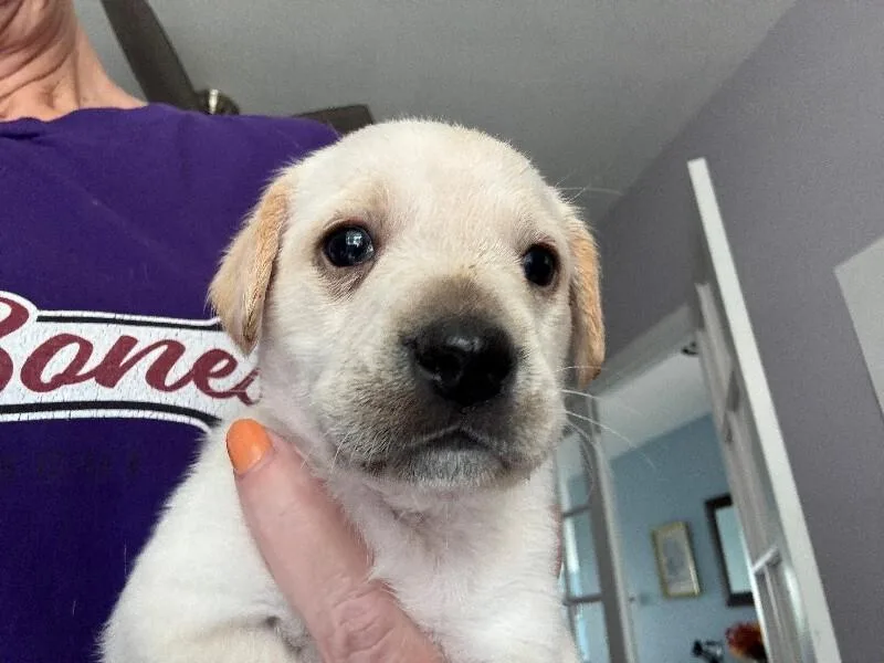 Butterscotch thumbnail 2