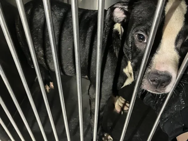 A baby large-sized female Mixed Breed dog named Daphne for adoption in Dallas, TX