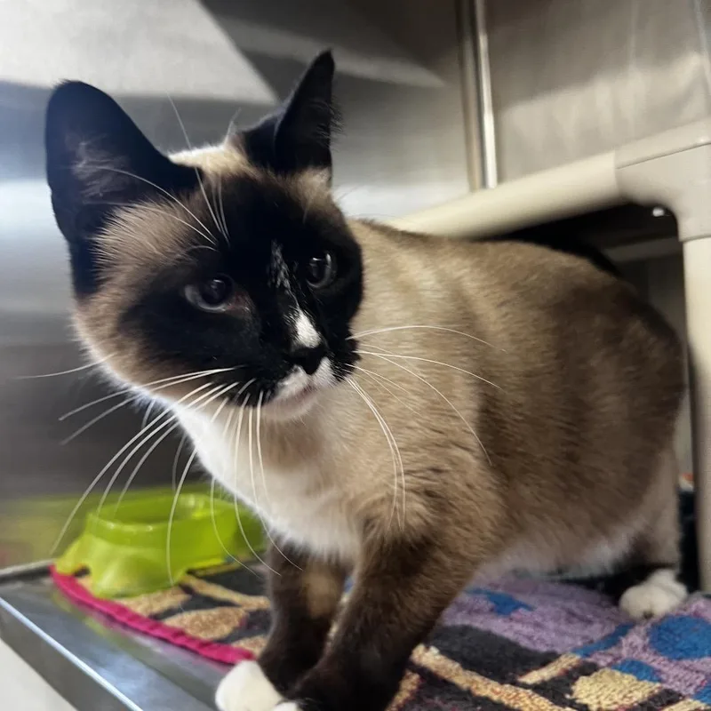 A senior small-sized male Cream / Ivory Siamese cat named Honk for adoption in Harrisville, WV
